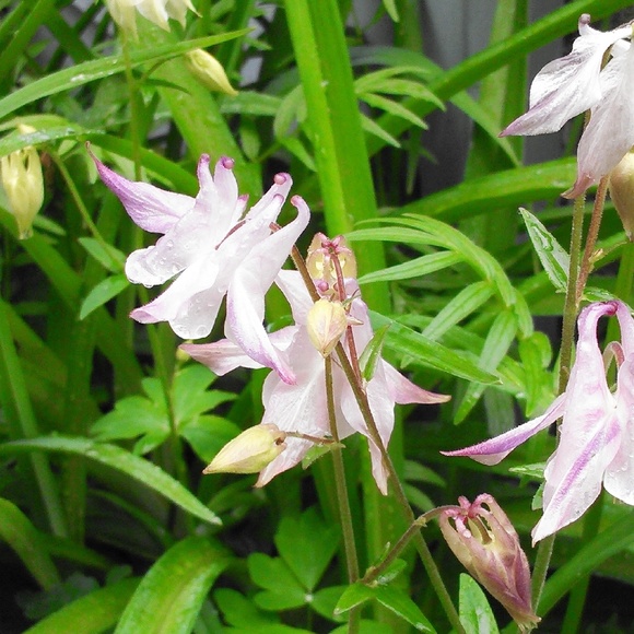 Meet your Posher, Qetsiyah - Picture 4 of 8